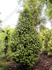 Carpinus betulus L. 'Fastigiata' 